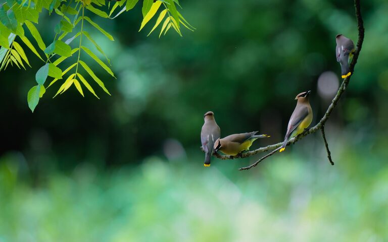 Post: Beginner tips for backyard birdwatching